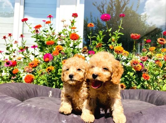 Mükemmel Güzelli̇kte Toy Poodle Yavrularimiz görsel