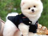 Ayı Surat Pomeranian Boo Yavrularımız