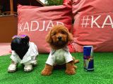 Safkan Toy Poodle Yavrularimiz