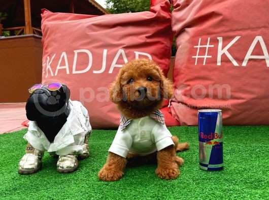 Safkan Toy Poodle Yavrularimiz görsel
