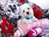 Kaliteli Maltipoo Yavruları