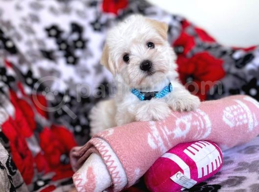 Kaliteli Maltipoo Yavruları görsel