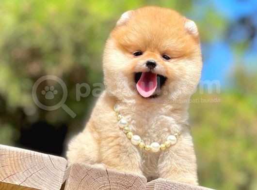 Ayıcık Surat Boo Pomeranian Yavrular görsel