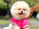 Safkan Pomerani̇an Boo Yavrularimiz