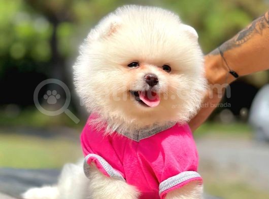 Safkan Pomerani̇an Boo Yavrularimiz