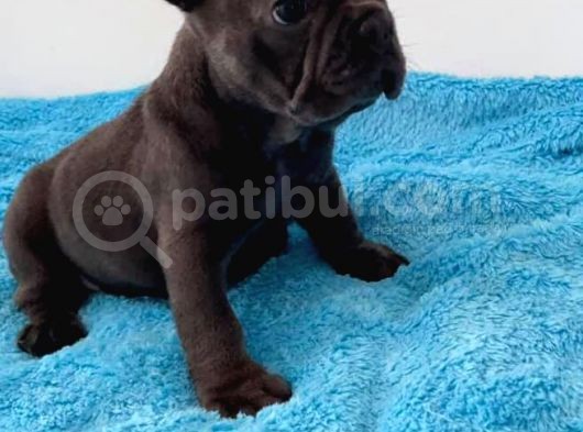 Blue Ve 2 Si̇yah Erkek French Bulldog Bebekler