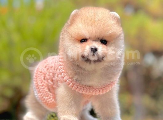 Safkan Pomerani̇an Boo Yavrularimiz görsel