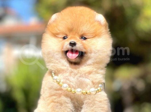 Safkan Pomerani̇an Boo Yavrularimiz görsel