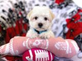 Kaliteli Maltipoo Yavruları