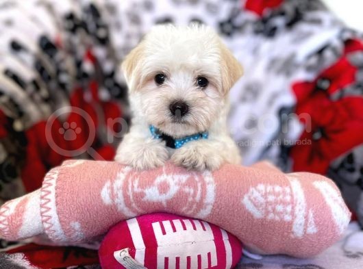 Kaliteli Maltipoo Yavruları