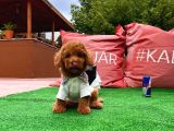 Safkan Toy Poodle Yavrularimiz