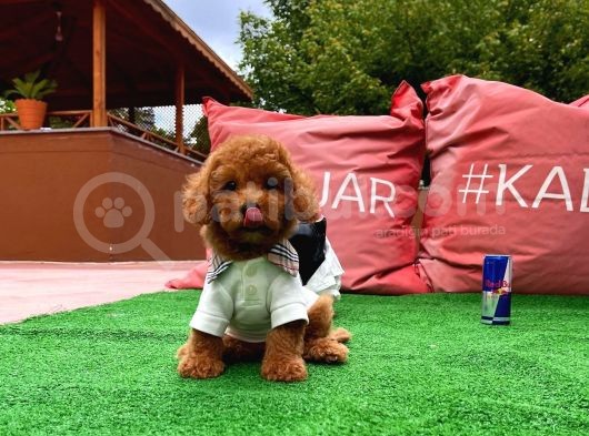 Safkan Toy Poodle Yavrularimiz görsel