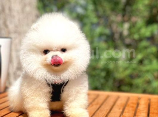 Ayı Surat Pomeranian Boo Yavrularımız görsel