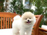 Yeni Gelen Safkan Pomeranian Bo Oğlumuz 'Mes'