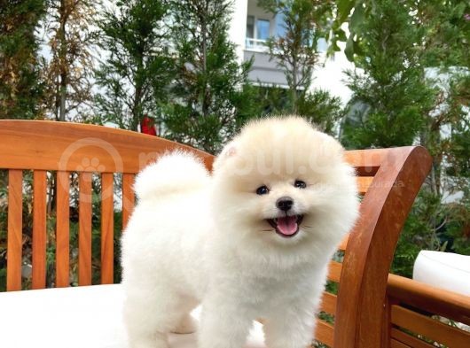 Yeni Gelen Safkan Pomeranian Bo Oğlumuz 'Mes' görsel