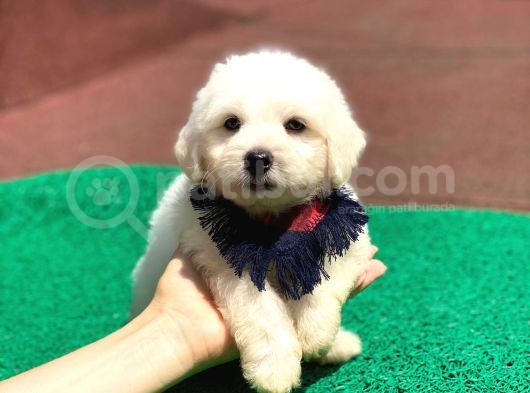 Minik Maltese Terrier görsel