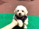 Minik Maltese Terrier