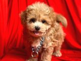F2 Orjinal Maltipoo Yavrular