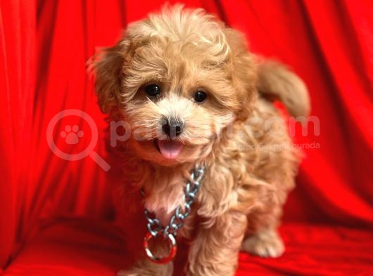 F2 Orjinal Maltipoo Yavrular görsel