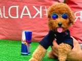 Red Brown Toy Poodle Yavrumuz