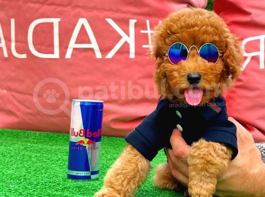 Red Brown Toy Poodle Yavrumuz görsel