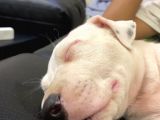 Şampiyon Torunu Safgan Dogo Argenti̇no 45 Günlük
