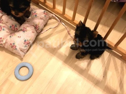 York Shire Terrier Yavrular Yeni Yuvalarına Gitmeye Hazır