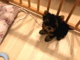 York Shire Terrier Yavrular Yeni Yuvalarına Gitmeye Hazır