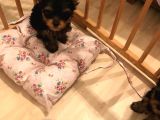 York Shire Terrier Yavrular Yeni Yuvalarına Gitmeye Hazır