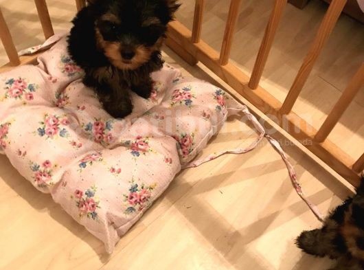 York Shire Terrier Yavrular Yeni Yuvalarına Gitmeye Hazır görsel