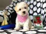 2 Aylık Dişi Ve Erkek Maltipoo Yavrum