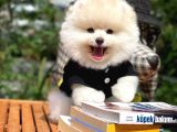 Yeni Gelen Safkan Pomeranian Bo Oğlumuz 'mes'
