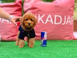 Red Brown Toy Poodle Yavrumuz