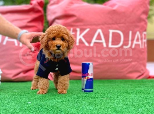 Red Brown Toy Poodle Yavrumuz görsel