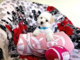 Kaliteli Maltipoo Yavruları