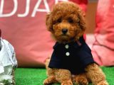 Red Brown Toy Poodle Yavrumuz