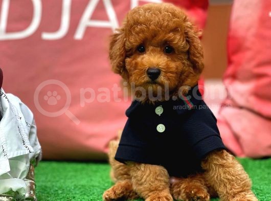 Red Brown Toy Poodle Yavrumuz