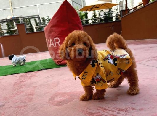 Tüy Dökülmesi  Olmayan Toy Poodle Yavrularımız görsel