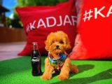 Toy Poodle Oğlumuz Carlo
