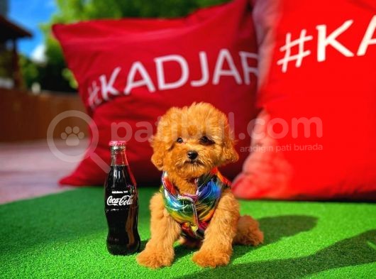 Toy Poodle Oğlumuz Carlo görsel