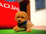Toy Poodle Oğlumuz Carlo