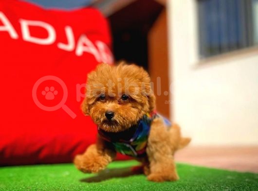 Toy Poodle Oğlumuz Carlo görsel