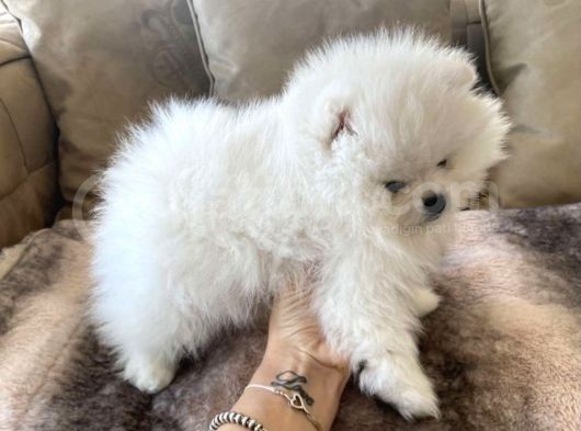 Pomerani̇an Boo Kar Beyaz
