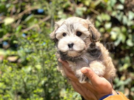 Tatlı Morkie Yavruları görsel