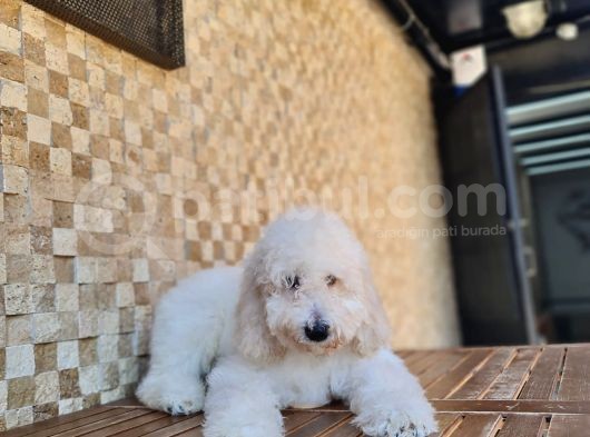 Standart (Dev) Poodle Yavru görsel