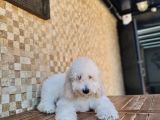 Giant Poodle Yavrularımız