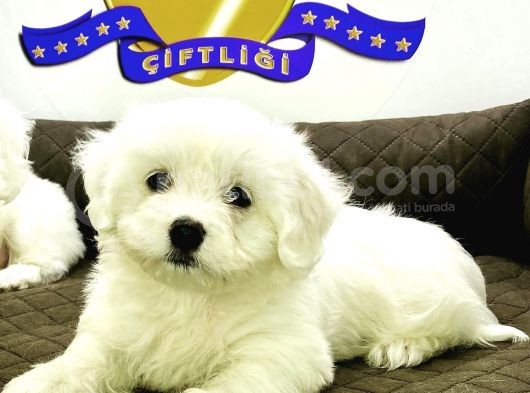 Çi̇ftli̇kten Ori̇ji̇nal Maltes Yavruları görsel
