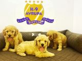 Çiftlikten Orijinal Toy Poodle Yavruları