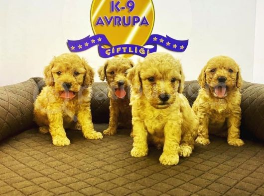Çiftlikten Orijinal Toy Poodle Yavruları görsel