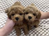 Bebek Surat Toy Poodle Yavrular